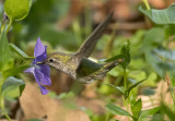 Hummingbird