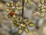 A Ladybug