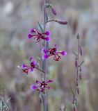 The Elegant clarkia wildflower