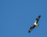 Mom Osprey soaring high
