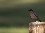 Western Blue Bird