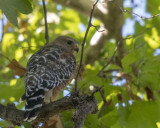 Red-shouldered Hawk