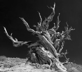 Ancient Bristlecone Pine