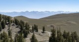 Ancient Bristlecone Pine Forest View