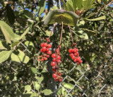 Honeysuckle