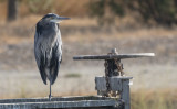 Blue Heron