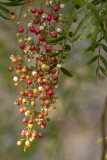 Autumn Berries