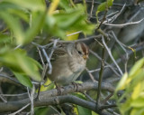 White Crowned Sparrow
