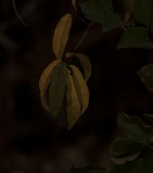 Autumn leaves under the just past full moon