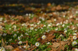 Getting low with the Daisies