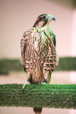 170316 Abu_Dhabi_Falcon_Hospital - 017.jpg