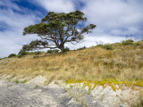 pahutakawa tree