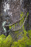 chain eaten by tree