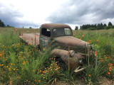 Dodge 1941 and flowers