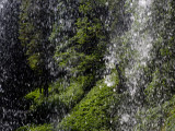 foliage from behind waterfall