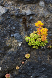 Angora Peak Flora and Textures