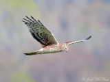 female Northern Harrier: Bartow Co., GA