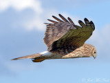 female Northern Harrier: Bartow Co., GA