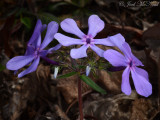 Blue Phlox with variable petal number: Phlox divaricata, Walker Co., GA