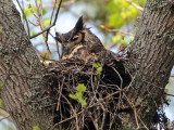 Great Horned Owl on nest: Bartow Co., GA