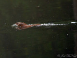 Muskrat: Bartow Co., GA