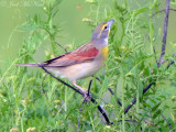 male Dickcissel: Bartow Co., GA