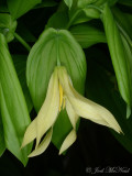 Large-flowered Bellwort: <i>Uvularia grandiflora</i> private garden, Lorain Co., OH