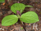 Toadshade: <i>Trillium sesslile</i> private garden, Lorain Co., OH
