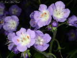 Fernleaf Phacelia: <i>Phacelia bipinnatifida</i> private garden, Lorain Co., OH