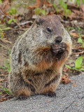 Groundhog: Sheldons Marsh, OH