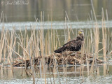 immature Bald Eagle: Sheldons Marsh, OH