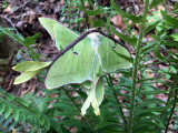 mating Luna Moth pair: Bartow Co., GA