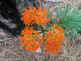 Butterfly Weed: <i>Ascepias tuberosa</i>, George L. Smith State Park