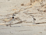 Wilsons Plover with banded chick: Jekyll Island South Beach