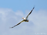 American White Pelican: Harris Neck NWR
