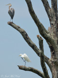 Great Blue Heron & Great Egret: Bartow Co., GA