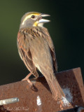 Dickcissel: Bartow Co., GA