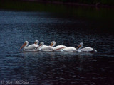 American White Pelicans: Bartow Co., GA