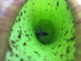 freshly captured cockroach in Nepenthes truncata pitcher: KSU greenhouse