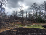 drought-enduced Loblolly Pine death on granite outcrop: Heard Co., GA