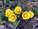 Prickly Pear: Opuntia humifusa, Heard Co., GA