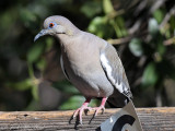 White-winged Dove