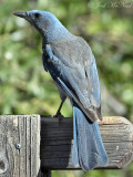 Mexican Jay: Madera Canyon