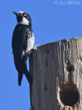 Acorn Woodpecker