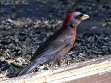 American Tanagers, Cardinals, Grosbeaks, etc.
