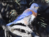 male Western Bluebird: Grand Canyon National Park