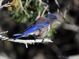 Western Bluebird