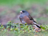 Pink-sided race