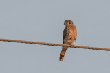 American Kestrel right.jpg