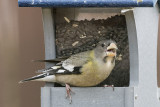 Evening Grosbeak.jpg